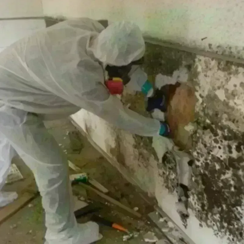 Mold Remediation and Removal in Minden, NV